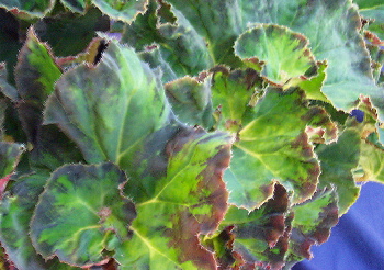 B. ‘Euphrates’